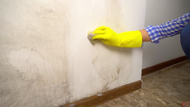 Best Water Damage & Mold Remediation  in Harriman, NY